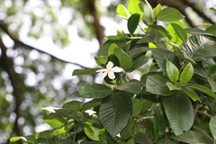 Gardenia resinifera
